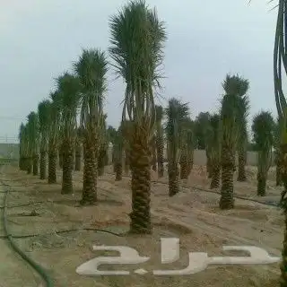 شبوك ونخيل الدمام 10