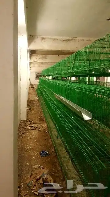 بطاريه دجاج بياض سعه 150 13