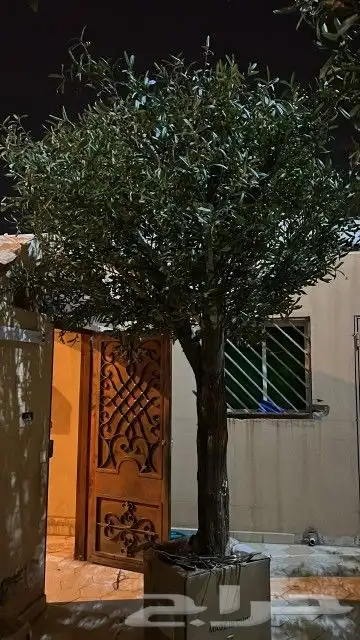زيتون 2