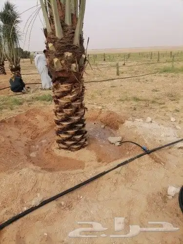 شبوك ونخيل الدمام 13
