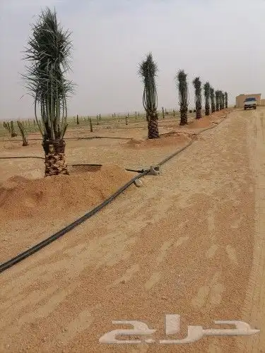 شبوك ونخيل الدمام 14