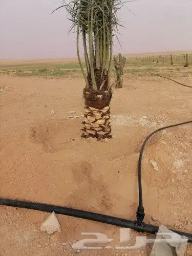 شبوك ونخيل الدمام 15