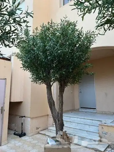 زيتون 3