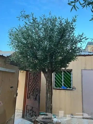 زيتون 4