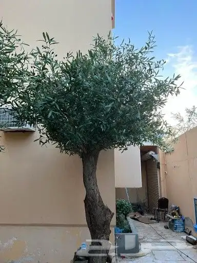 زيتون 1