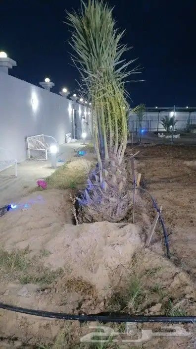 شبوك ونخيل الدمام 12