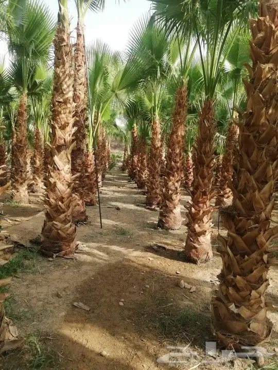 شبوك ونخيل الدمام 11