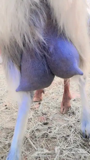 10 معزا مصريات سلالة حليب فواخر( تم البيع خارج الموقع ) 4