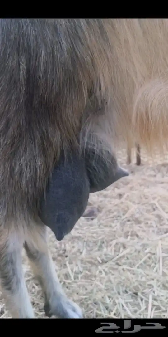 10 معزا مصريات سلالة حليب فواخر( تم البيع خارج الموقع ) 3