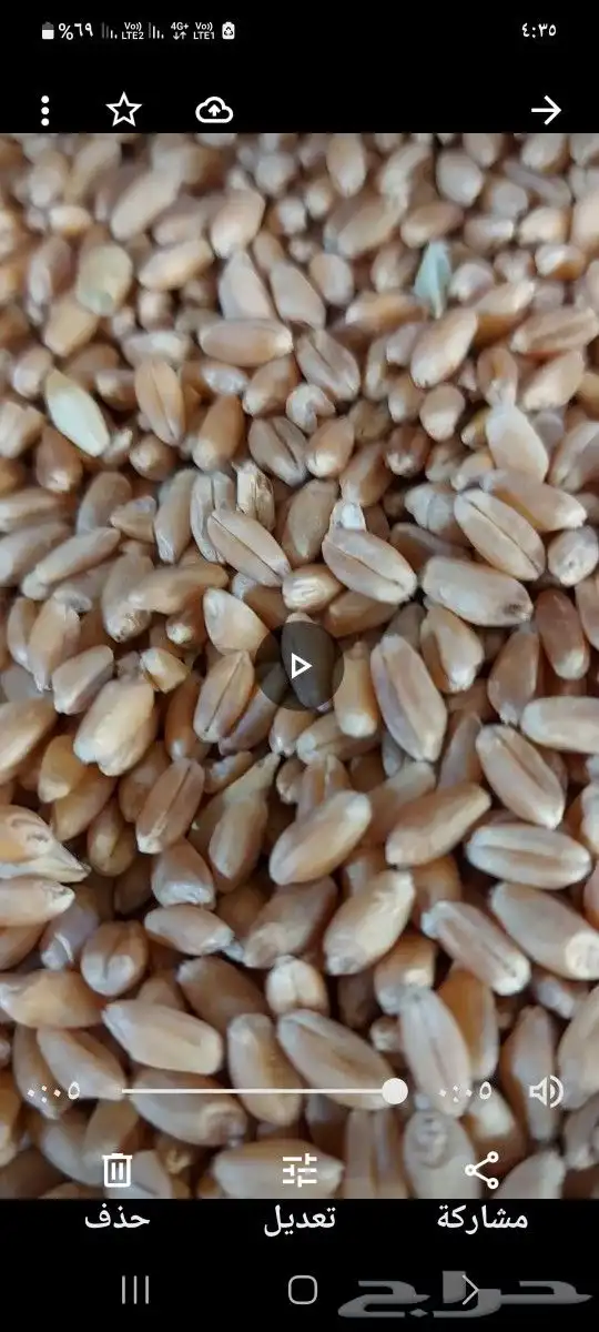 للبيع قمح.بر بلدي 0