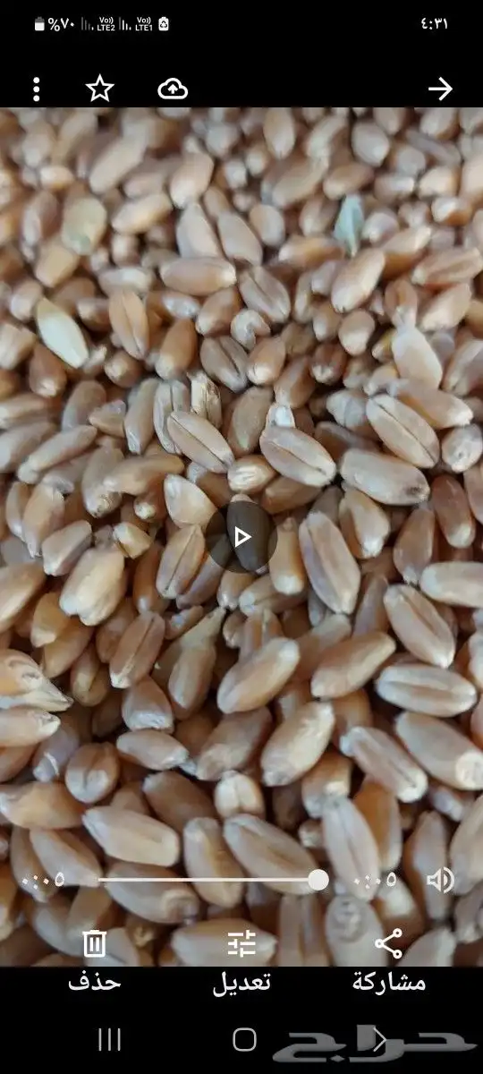 للبيع قمح.بر بلدي 1
