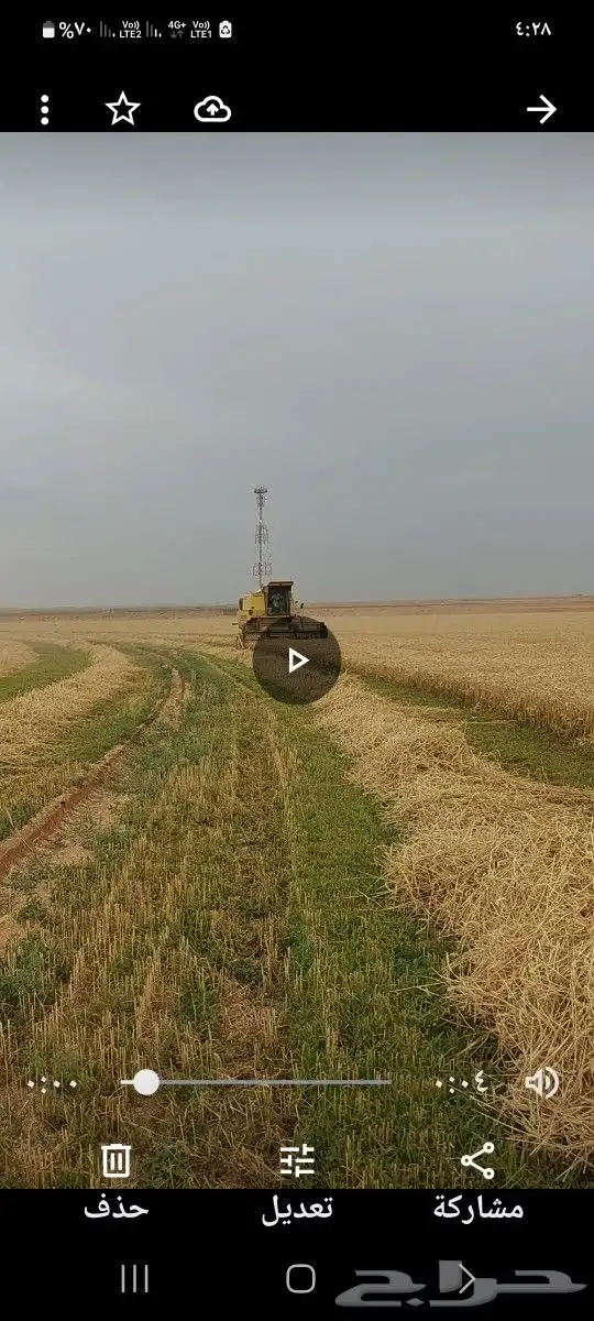 للبيع قمح.بر بلدي 4