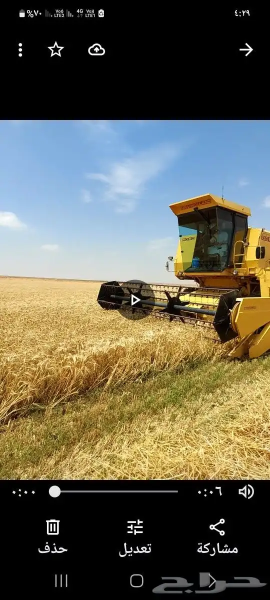 للبيع قمح.بر بلدي 3