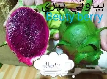 شتلات  التينين  دراقون  اصفرواحمرسيامي 8