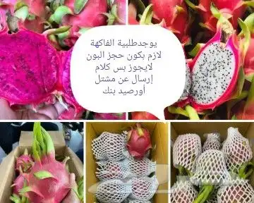 شتلات  التينين  دراقون  اصفرواحمرسيامي 12
