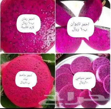 شتلات  التينين  دراقون  اصفرواحمرسيامي 13