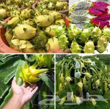 شتلات  التينين  دراقون  اصفرواحمرسيامي 0