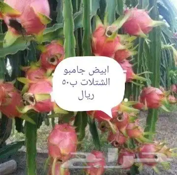 شتلات  التينين  دراقون  اصفرواحمرسيامي 19
