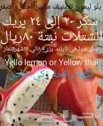 شتلات  التينين  دراقون  اصفرواحمرسيامي 21