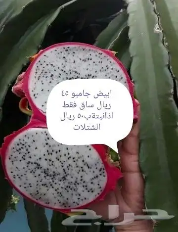 شتلات  التينين  دراقون  اصفرواحمرسيامي 20