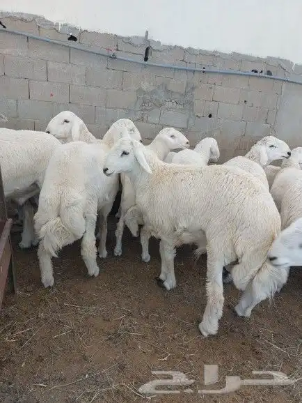 ذبايح للثلاجة وطبخ مع التوصيل 9