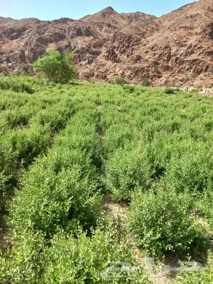 حناء ينبع مطحون الكيس 150 4