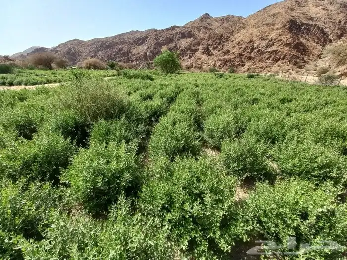 حناء ينبع مطحون الكيس 150 3