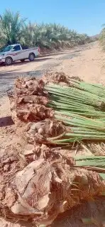 عجوة المدينه ومجدول وصقعي ورثانه وعنبر 4