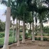 يوجد لديناء نخيل عربي وواشنطني وأشجار زيتون 3