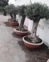 يوجد لديناء نخيل عربي وواشنطني وأشجار زيتون 4