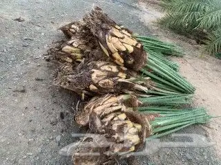 عجوة المدينه ومجدول وصقعي ورثانه وعنبر 5