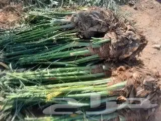 عجوة المدينه ومجدول وصقعي ورثانه وعنبر 7