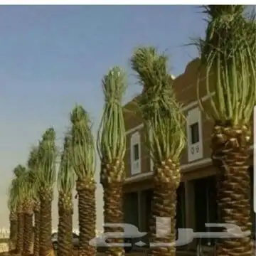 يوجد لديناء نخيل عربي وواشنطني وأشجار زيتون 1