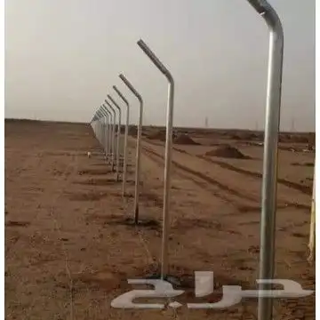 يوجد لديناء نخيل عربي وواشنطني وأشجار زيتون 2