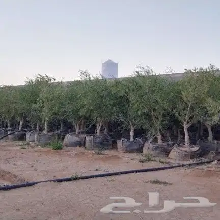 يوجد لديناء نخيل عربي وواشنطني وأشجار زيتون 7