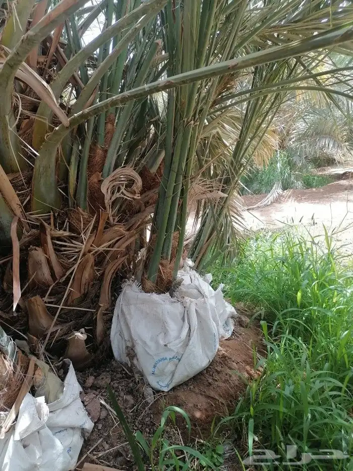 عجوة المدينه ومجدول وصقعي ورثانه وعنبر 6