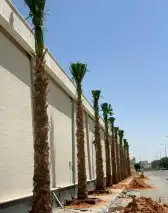 يوجد جميع انواع النخيل عربي وشنطني جميع المقاسات 0