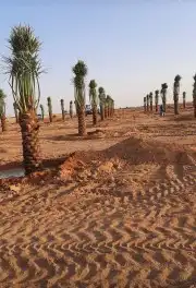 سلام عليكم ورحمة الله وبركاته نحن نعمل في قلع وغرس  وتوريد 5