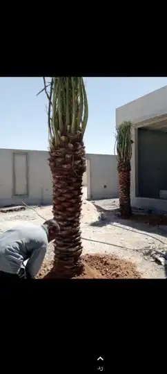 سلام عليكم ورحمة الله وبركاته نحن نعمل في قلع وغرس  وتوريد 3