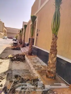 يوجد جميع انواع النخيل عربي وشنطني جميع المقاسات 1