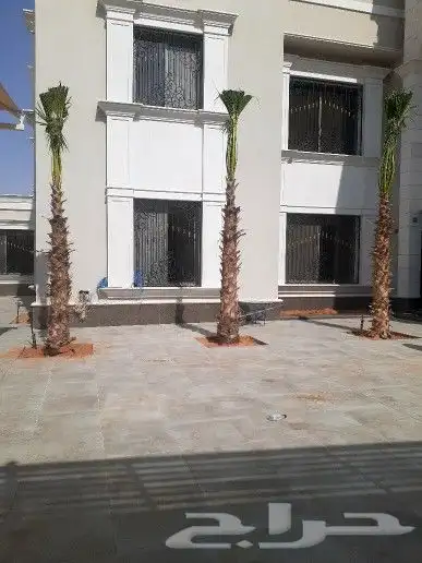 يوجد جميع انواع النخيل عربي وشنطني جميع المقاسات 4
