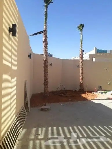 يوجد جميع انواع النخيل عربي وشنطني جميع المقاسات 3