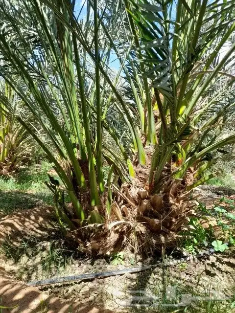 فروخ برحي عدد 8 الف 0