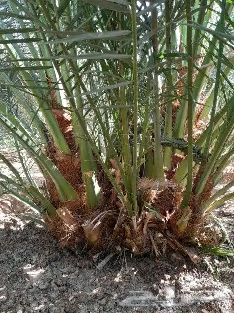 فروخ برحي عدد 8 الف 1