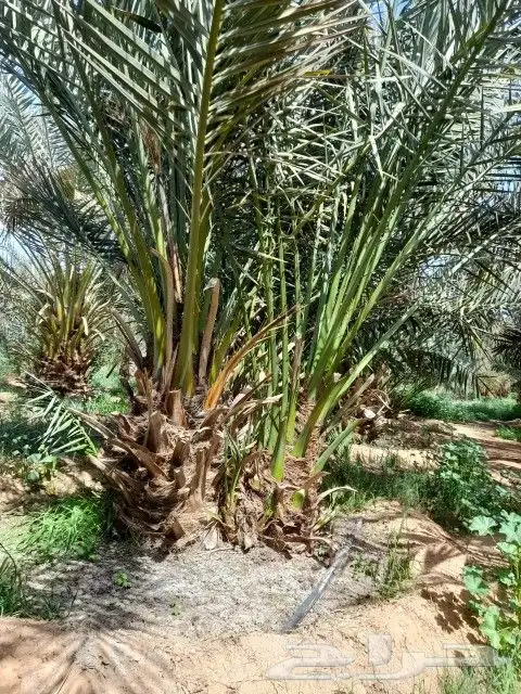 فروخ برحي عدد 8 الف 3