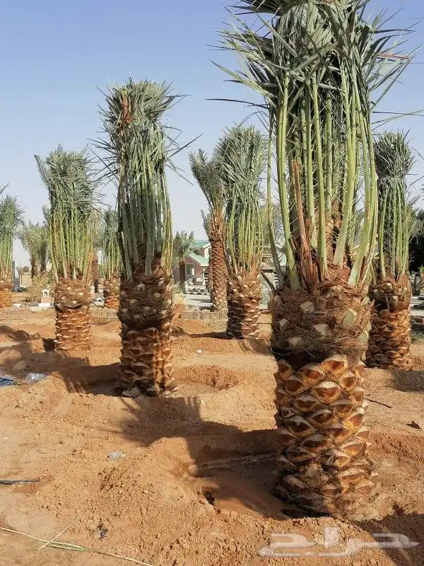 سلام عليكم ورحمة الله وبركاته نحن نعمل في قلع وغرس  وتوريد 7