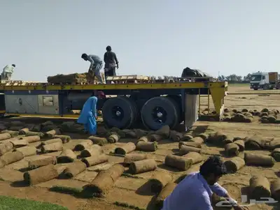يوجد لدينا جميع انواع نجيلاة سي ألفين تركيب أو تنسيك حداعق 5