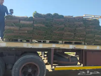 يوجد لدينا جميع انواع نجيلاة سي ألفين تركيب أو تنسيك حداعق 2