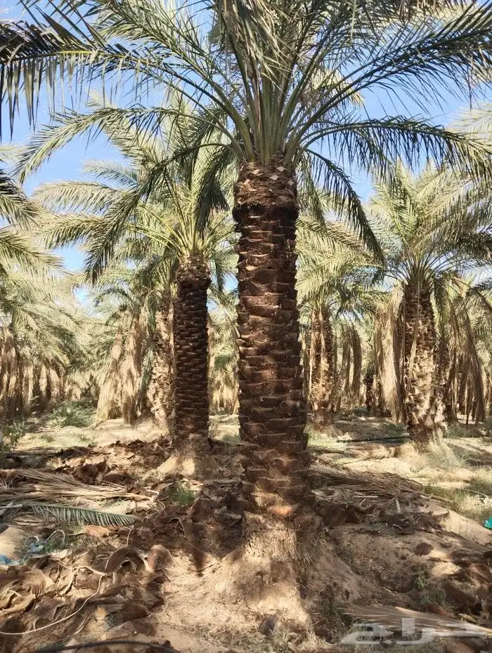 نخل للبيع مثمر جده مكه الطايف جميع الانواع 4