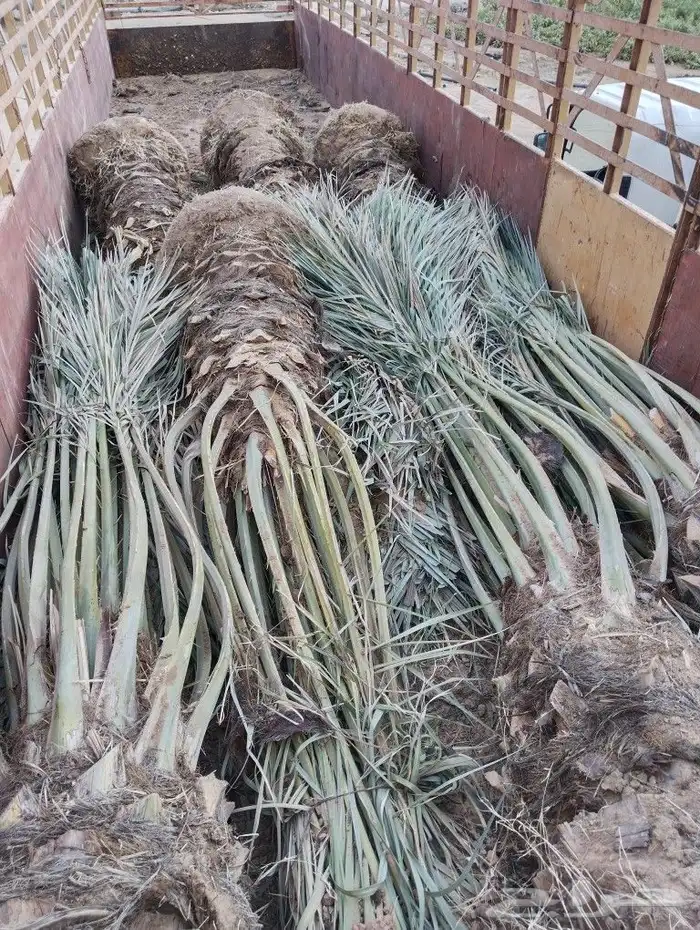 نخل للبيع مثمر جده مكه الطايف جميع الانواع 5